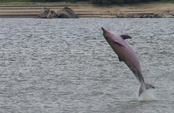 boto cor de rosa