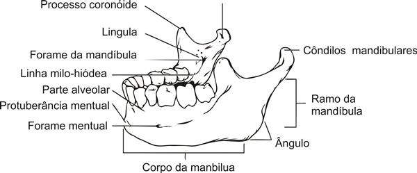 Ossos mandibula