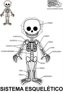 Quantos ossos tem o corpo humano? - BMA