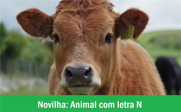 animal com n novilha