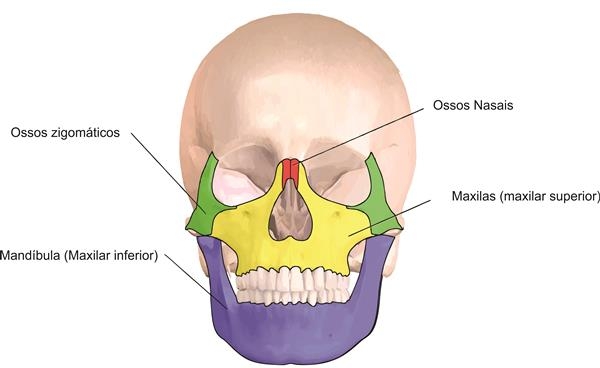 ossos da face