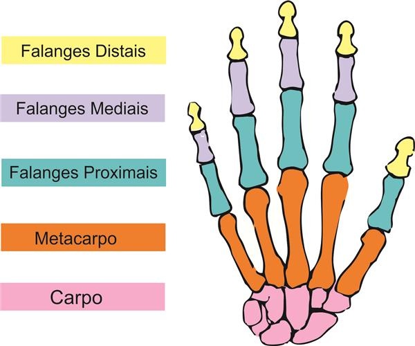 ossos da mão