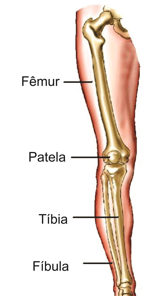 ossos da perna