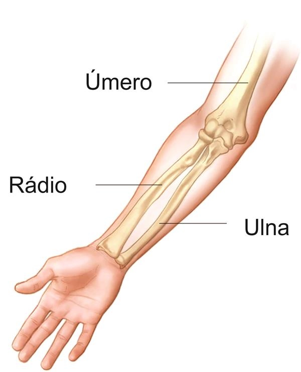 ossos do braço