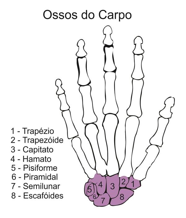 ossos do carpo