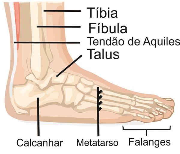 ossos do pé