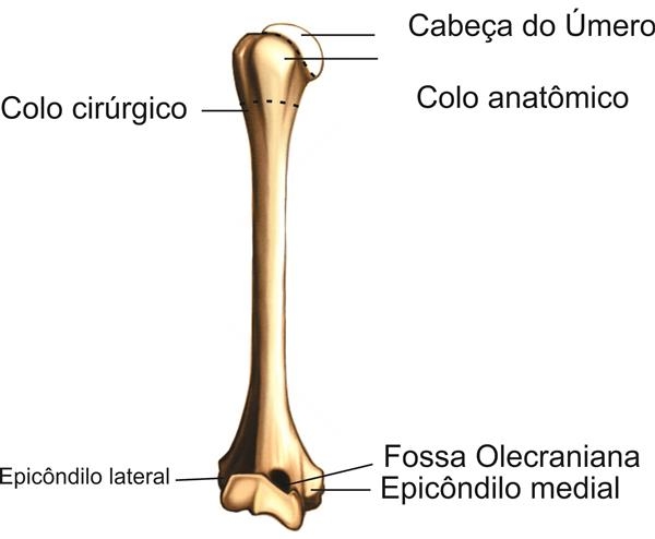 ossos do umero