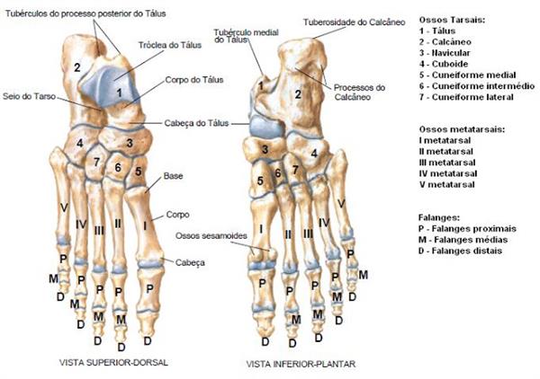 Ossos do Pé: Quais são? - BMA