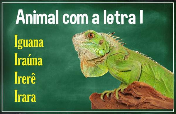 Animal com i