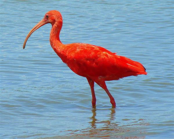 Ibis