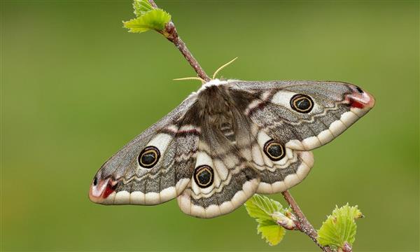 mariposa