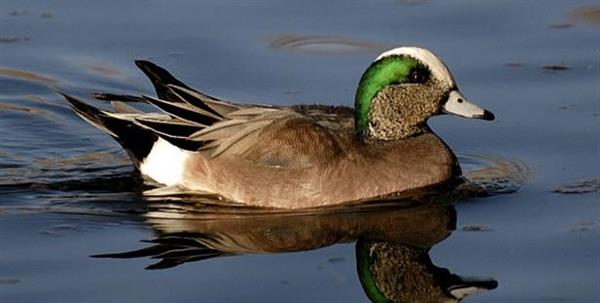 Foto: Duck Commander