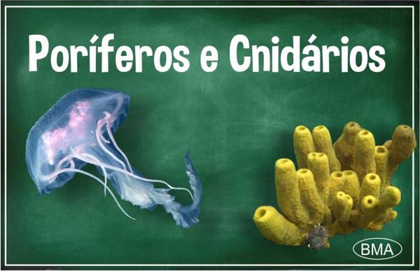 poriferos e cnidarios