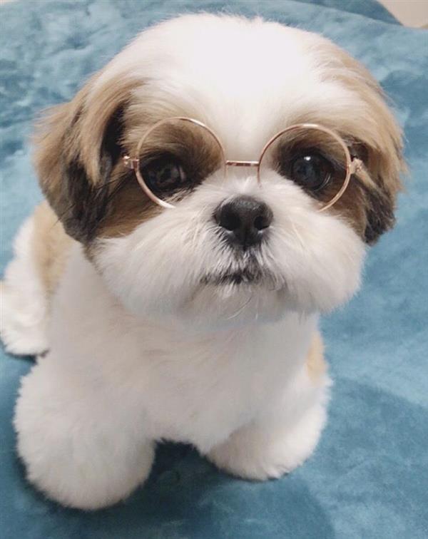 cachorrinho de oculos