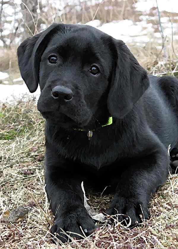 cachorrinho preto fofinho