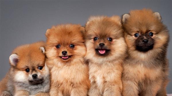 cachorro-fofo-filhotes-de-lulu-da-pomerania