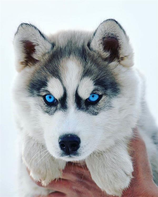 cachorro lindo com olho azul