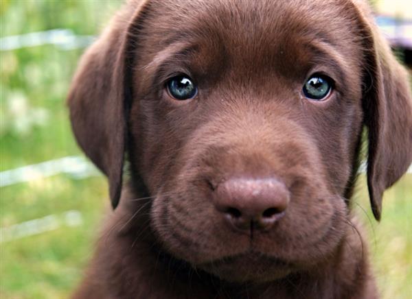 lindo labrador filhote