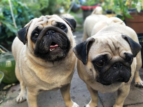 pugs-fofinhos