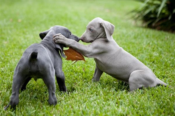 racas-filhotes-de-cachorros-fofos