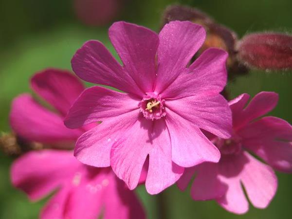 flor de Gibraltar campion