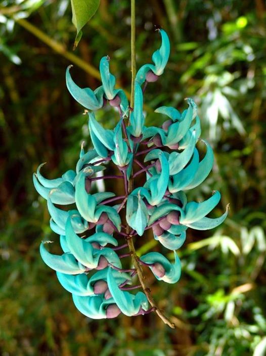 rara flor de Jade Vine
