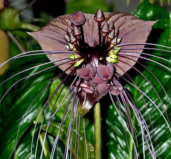 diferente essa é a flor de morcego